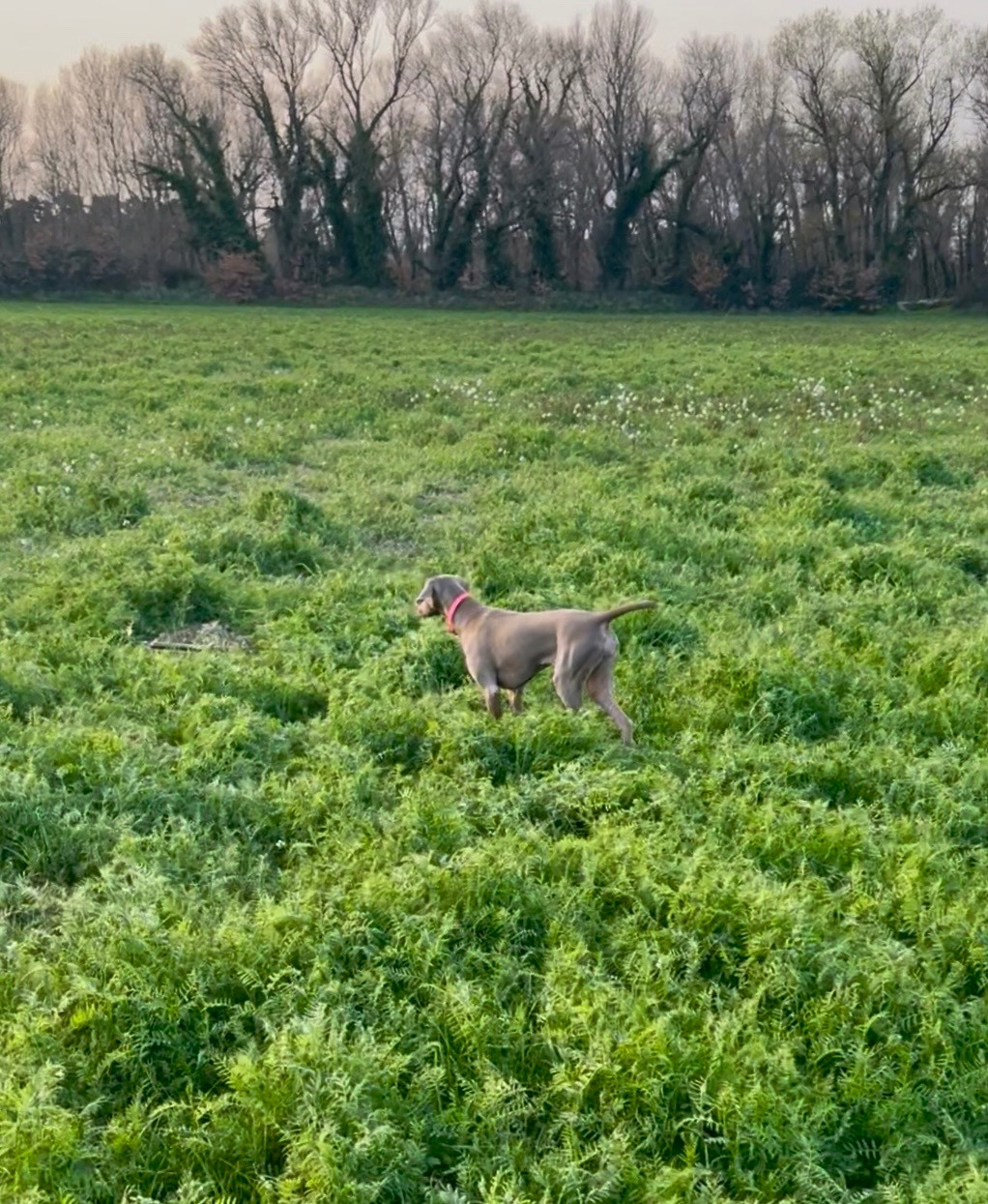 Azote Du Mont Mirabilis