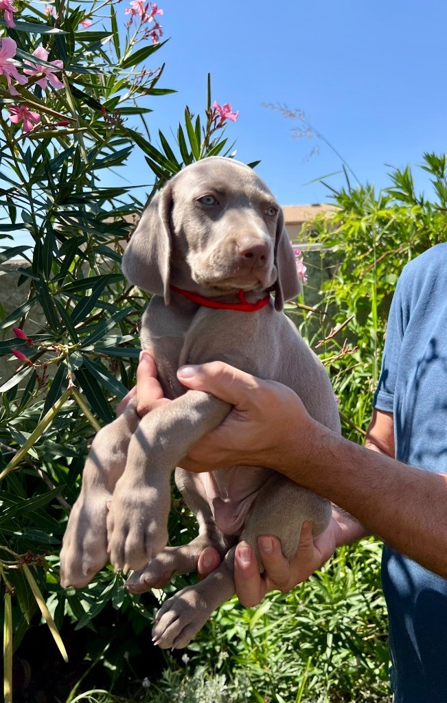 Du Mont Mirabilis - Chiots disponibles - Braque de Weimar