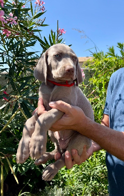 CHIOT