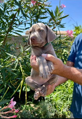 CHIOT