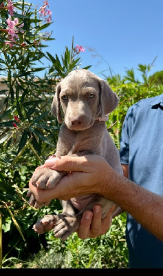 CHIOT