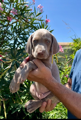 CHIOT