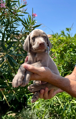 CHIOT
